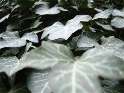 ﻿宁昭昭颜青小说全文_(宁昭昭颜青)最新章节